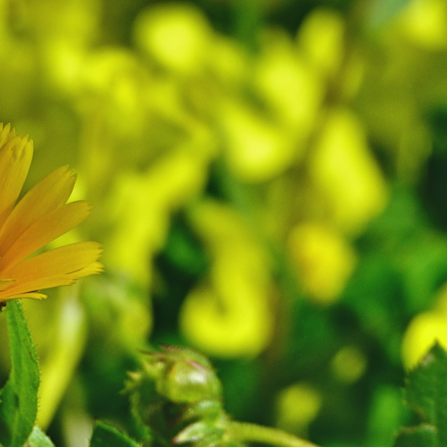 "Yellow Flower" stock image