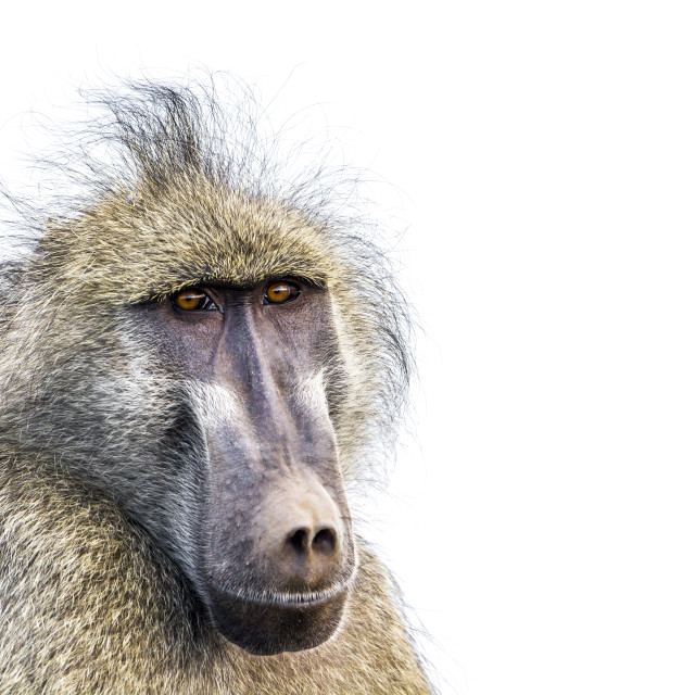 "Chacma baboon portrait isolated in white background" stock image