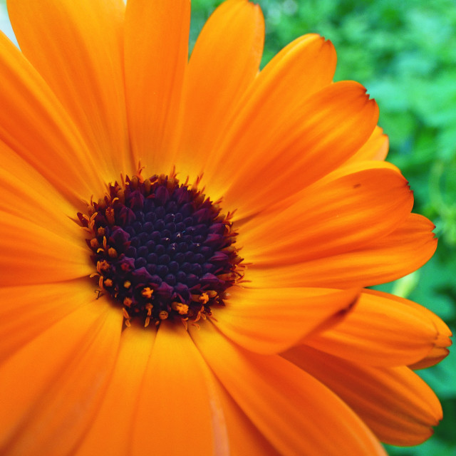 "Orange Flower" stock image