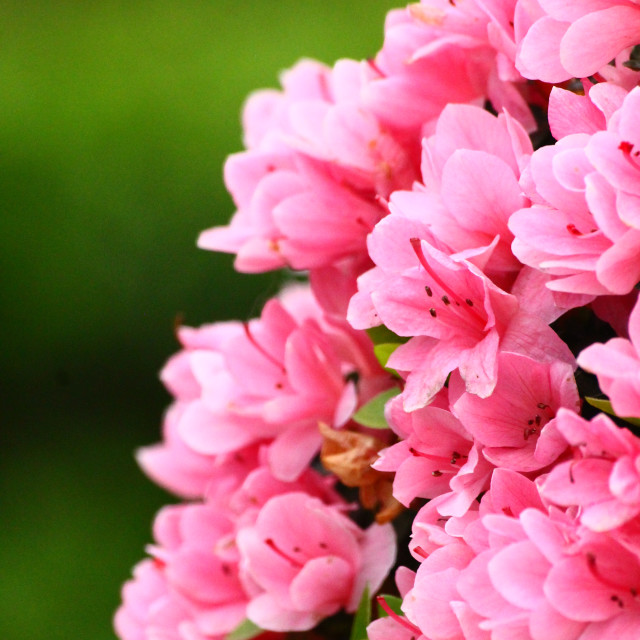 "Pink Azeleas" stock image