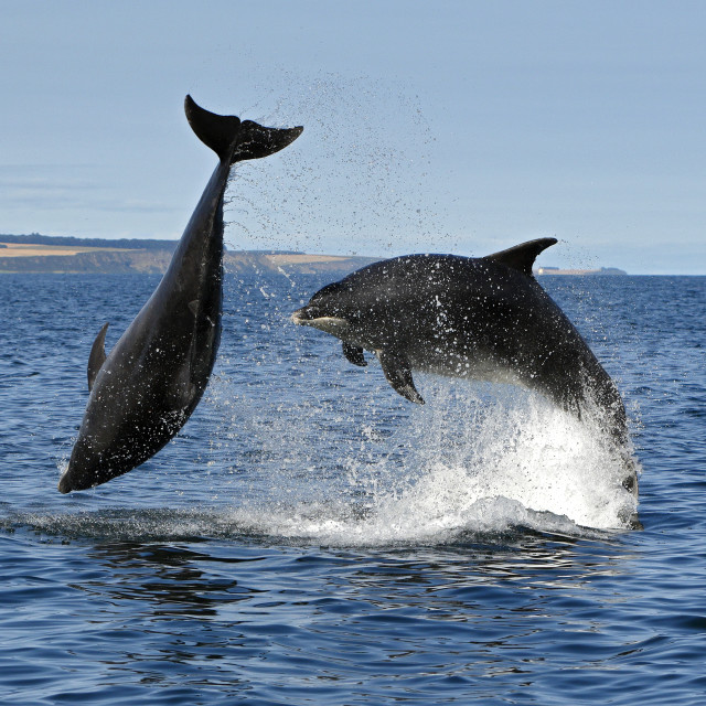 "Bottlenose dolphins" stock image
