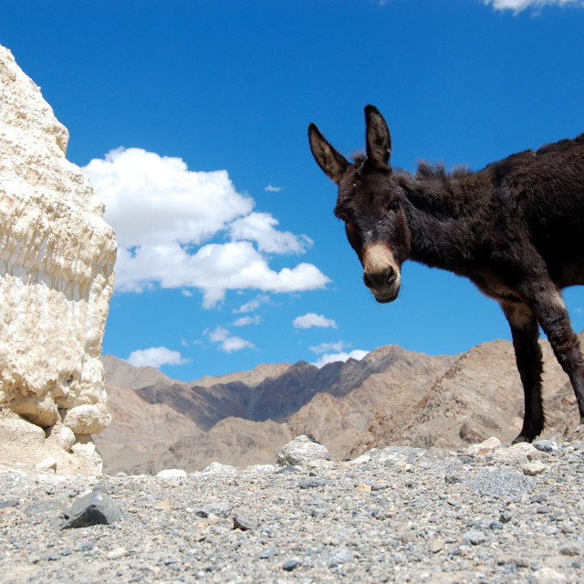 "Curious Donkey" by Keith MacIntosh FRGS - $12.28 "Curious Donkey" stock image