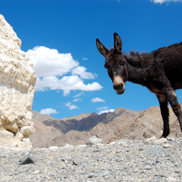 "Curious Donkey" stock image