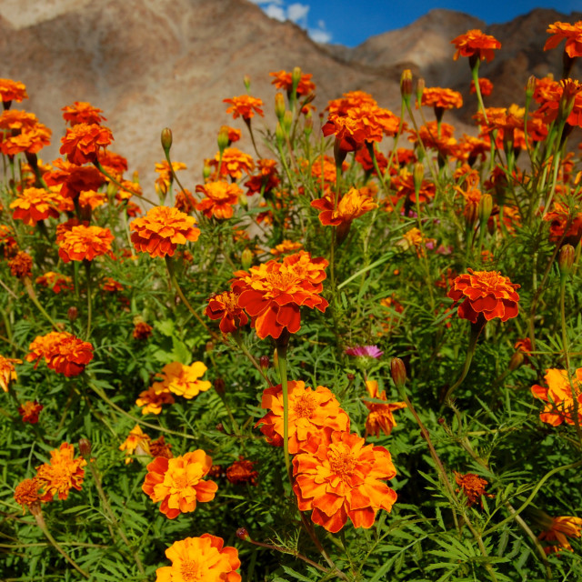 "Ladakhi Flowers" by Keith MacIntosh FRGS - $12.22 "Ladakhi Flowers" stock image