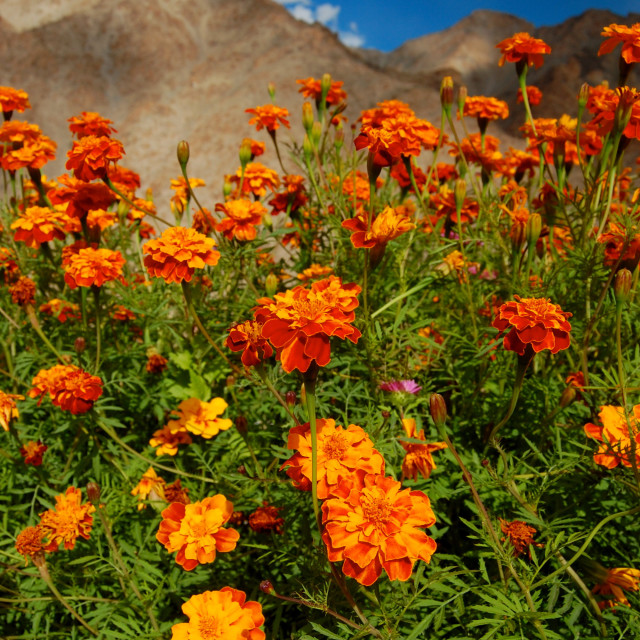 "Ladakhi Flowers" stock image