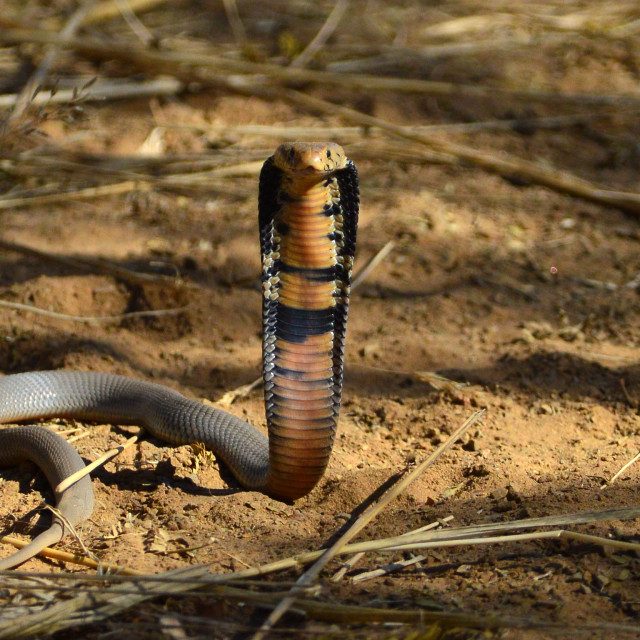 "An Angry Cobra" by Keith MacIntosh FRGS - $12.28 "An Angry Cobra" stock image