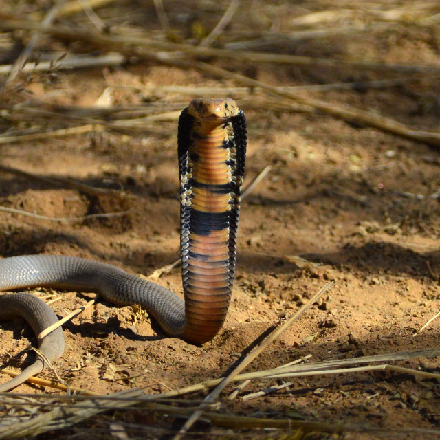 "An Angry Cobra" stock image