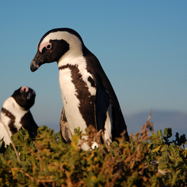 "African Penguins" stock image