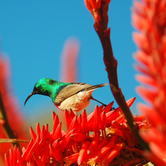 "Sunbird at the Cape" stock image