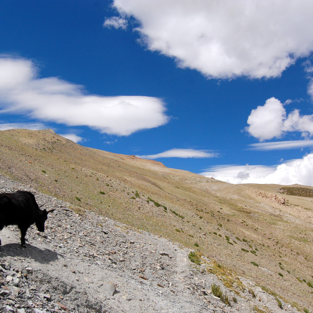 "Thoughtful Yak" stock image