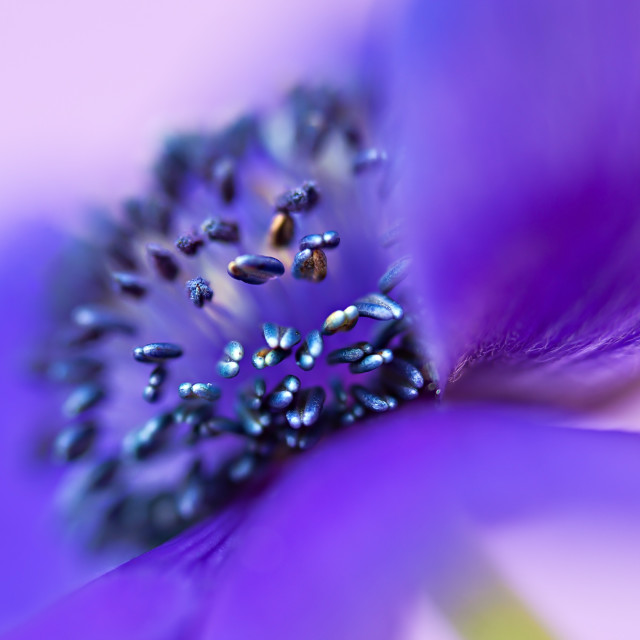"Purple Heart" stock image