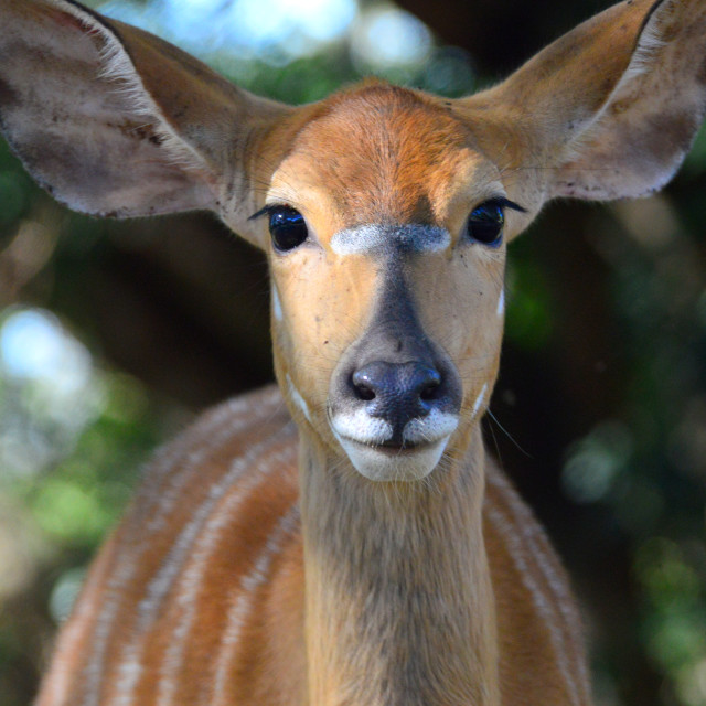"Nyala" by Keith MacIntosh FRGS - $12.28 "Nyala" stock image