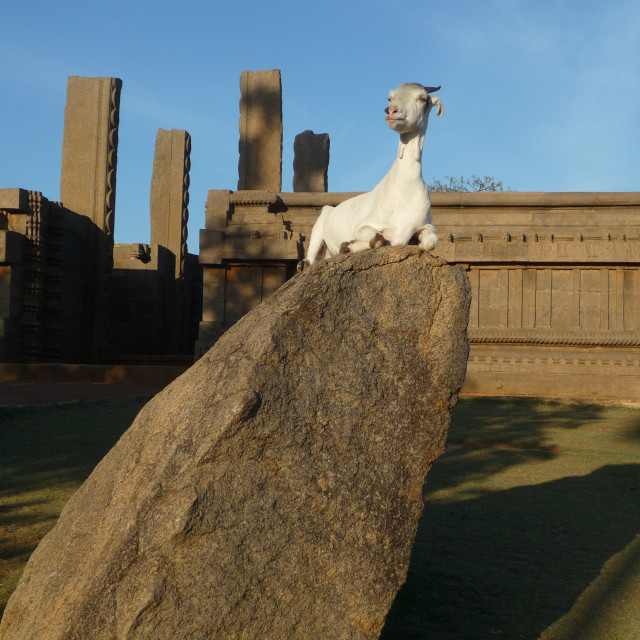 "White Goat" by Keith MacIntosh FRGS - $12.28 "White Goat" stock image
