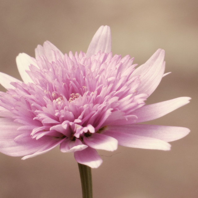 "The Pink Flower" stock image