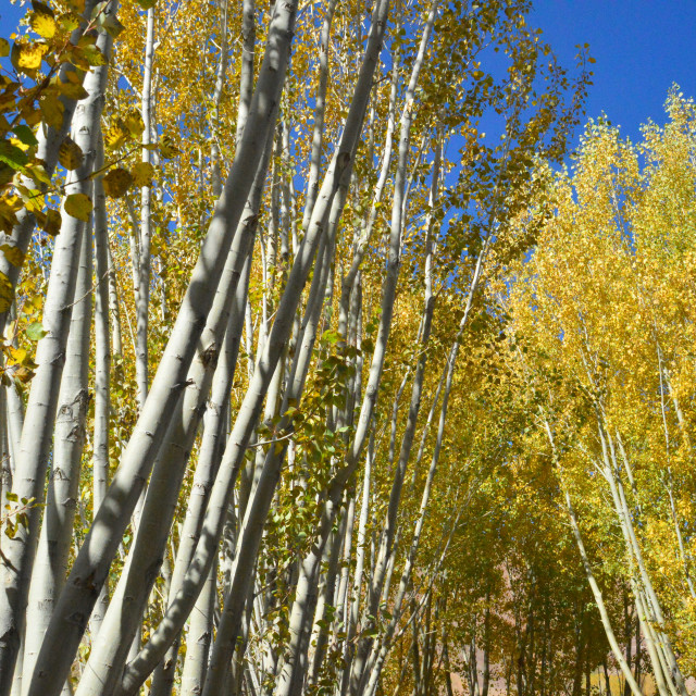 "Poplars" by Keith MacIntosh FRGS - £10.00 "Poplars" stock image