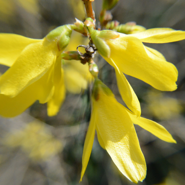 "Forsythia" stock image