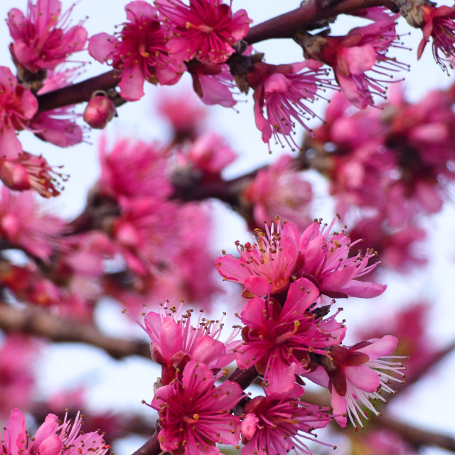 "Pink flowers" stock image