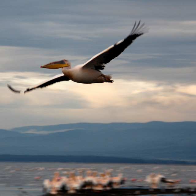 "Coming in to Land" stock image