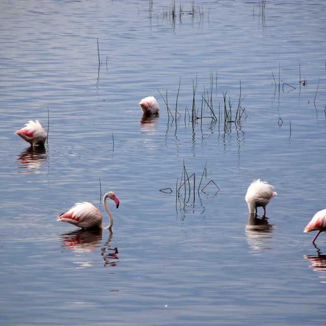 "Nakuru Flamingos" stock image