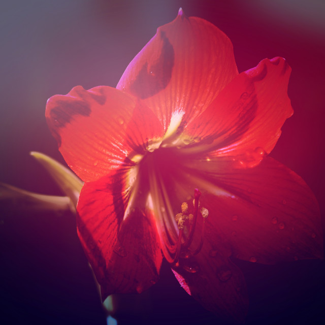 "Flower | red blue dark light" stock image