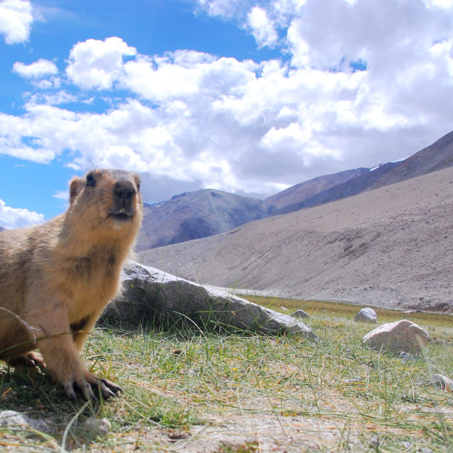 "In Marmot Territory" stock image