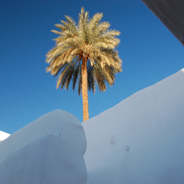 "Lone Palm" by Keith MacIntosh FRGS - $12.22 "Lone Palm" stock image