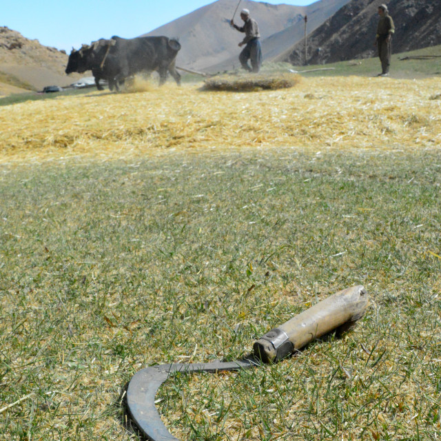 "Afghan Harvest" by Keith MacIntosh FRGS - £10.00 "Afghan Harvest" stock image