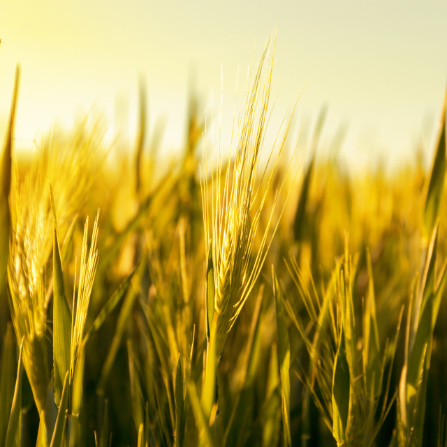 "golden wheat field and sunny day" stock image