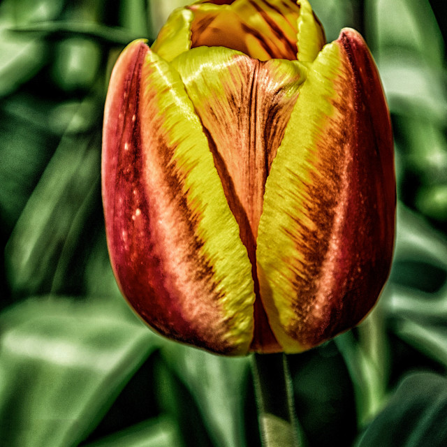 "Gold Fever Tulip" stock image