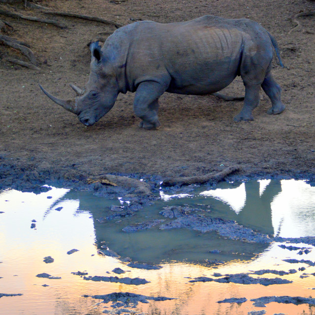 "Reflected Glory" stock image