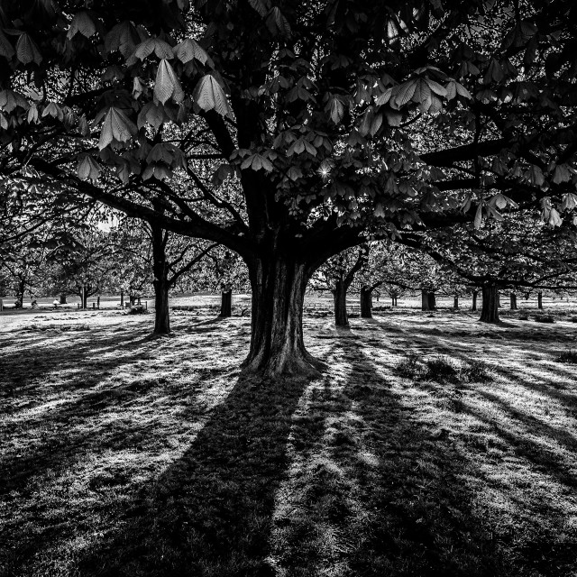 "Tree at Sunrise" stock image