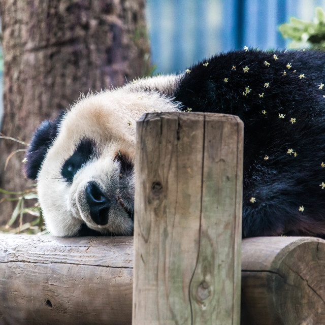 "Panda" stock image