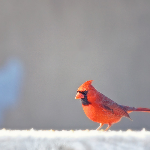 "Northern Cardinal" stock image