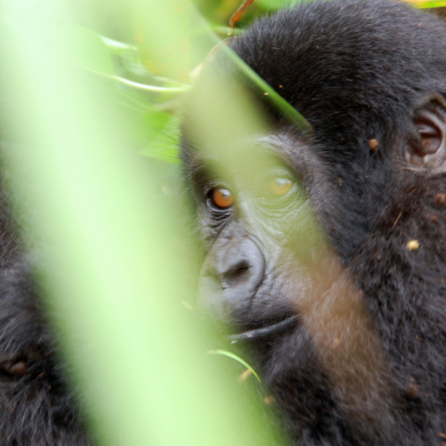 "Gorilla Future" stock image