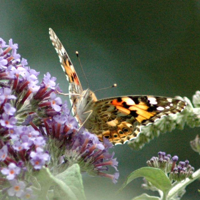 "Back-lit butterfly" stock image