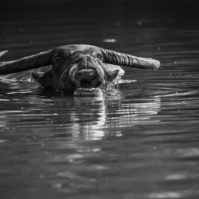 "buffalo" stock image
