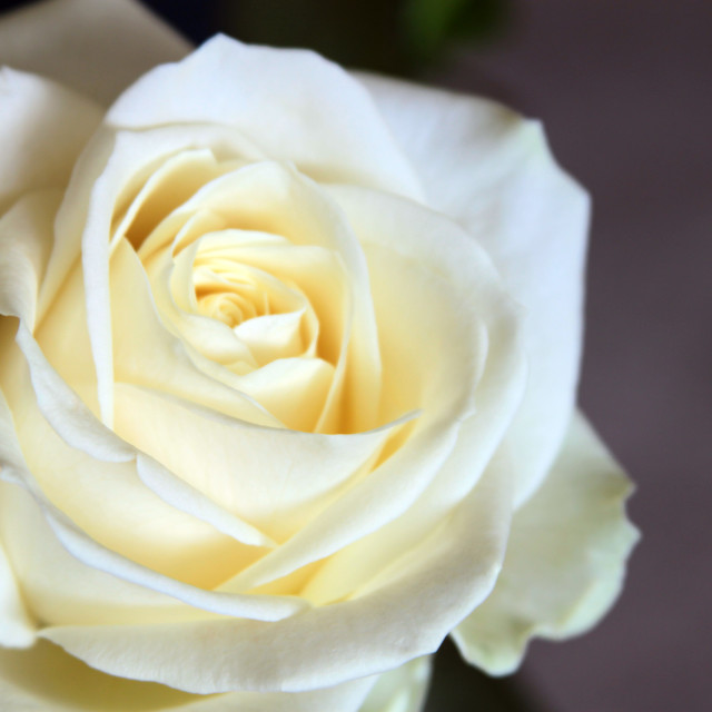 "White Rose" stock image