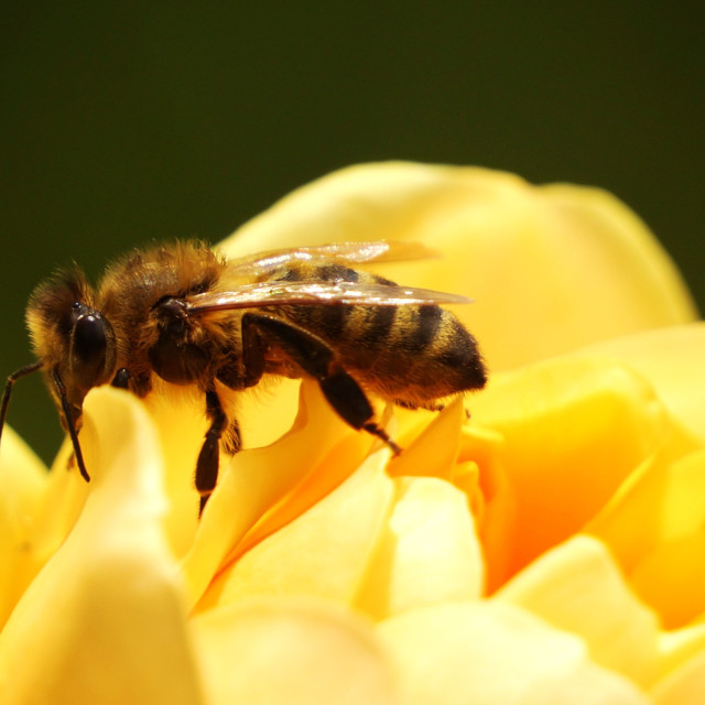 "Honey Bee" stock image