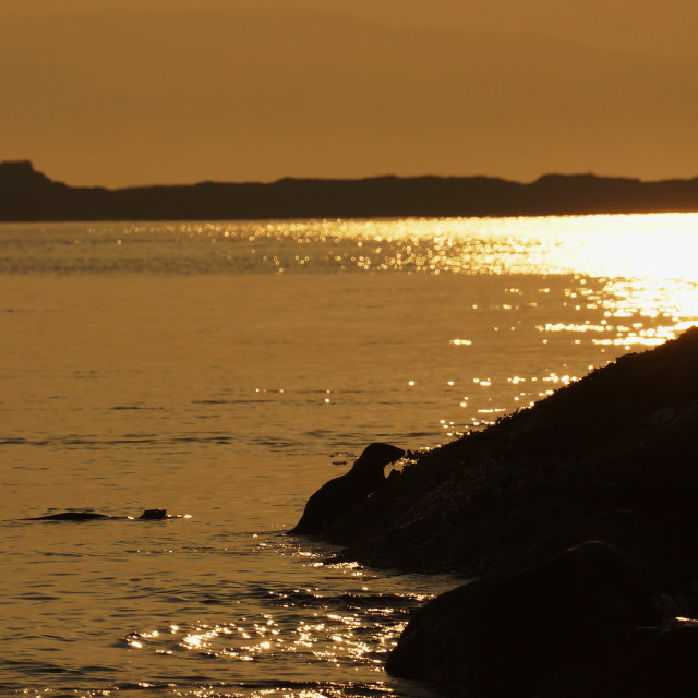 "Otters at Dawn" stock image