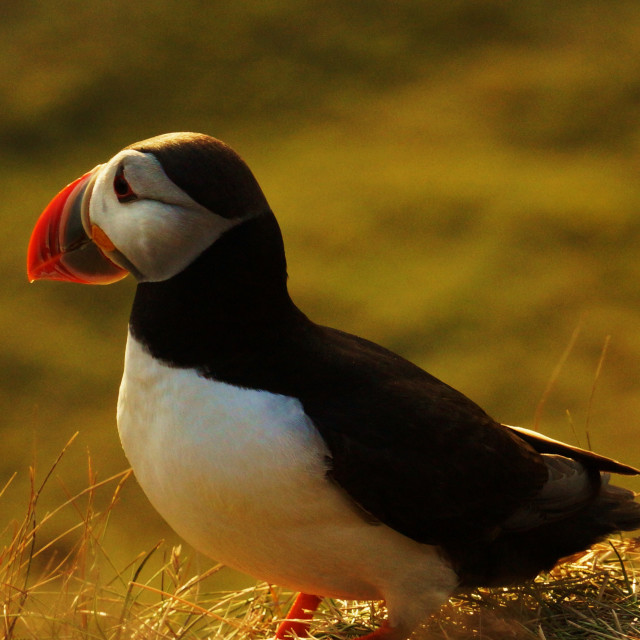 "Puffin" stock image