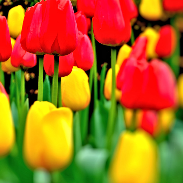 "Spring Tulips" stock image