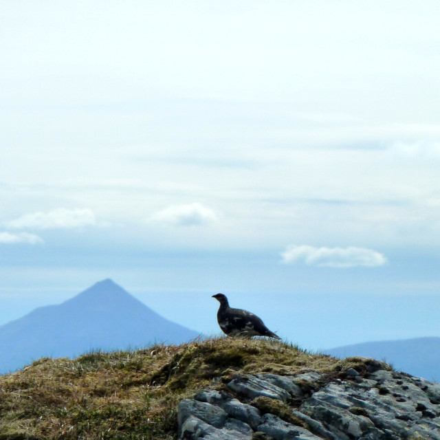 "Grouse" stock image