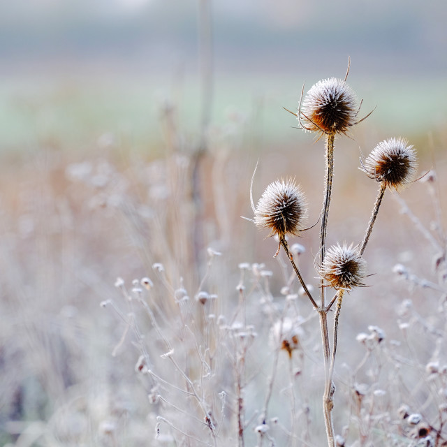 "Frozen prickly weed" stock image
