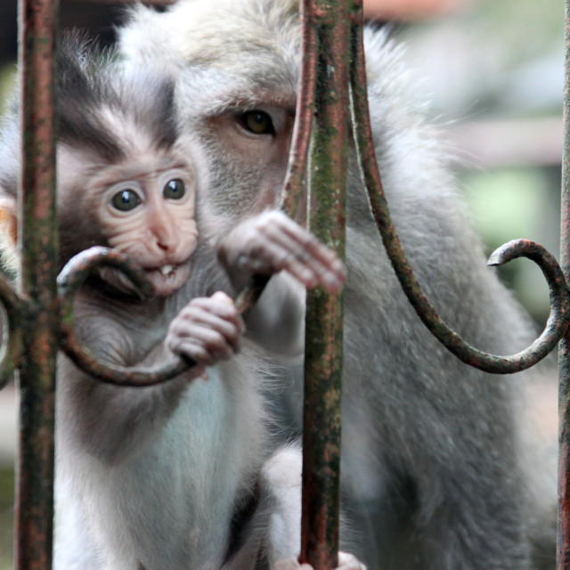 "Behind Bars" stock image