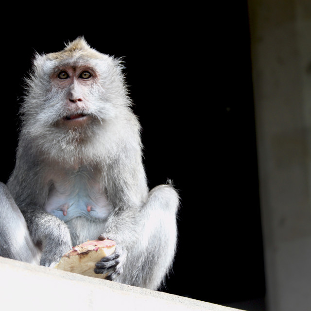 "Old Man Monkey" stock image