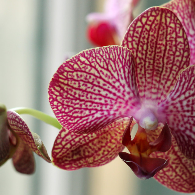 "An Orchid" stock image