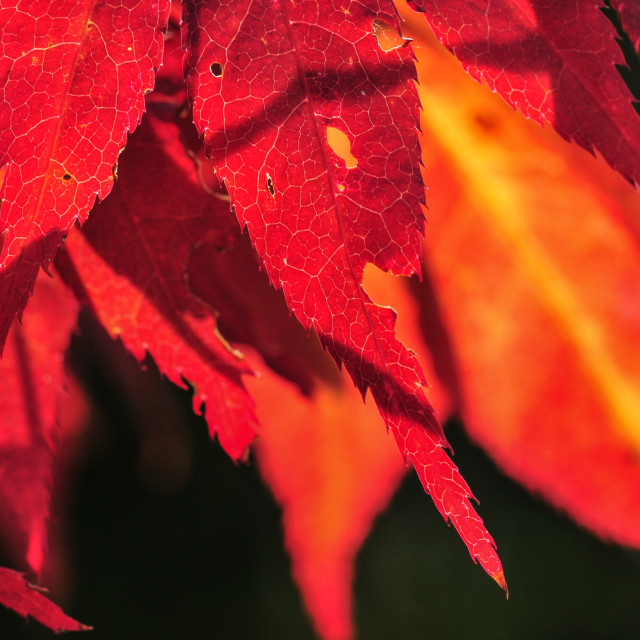 "Red Leaves" stock image