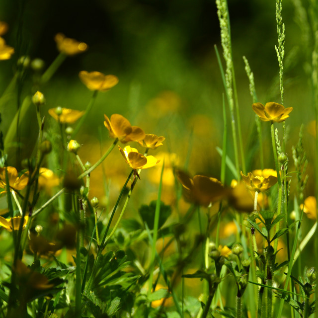 "Buttercups" stock image