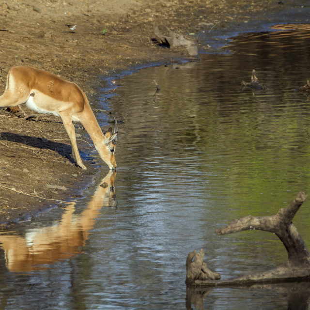"Impala in Kruger national park, South Africa" stock image