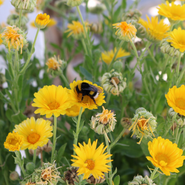 "Bee" stock image